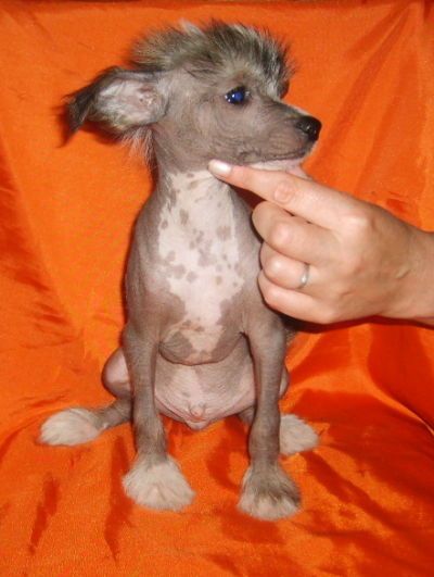 Exhibit Charming Boy Vostochnaya Mechta