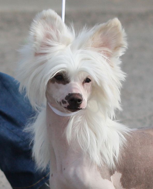 Chineseblue's Ladylike