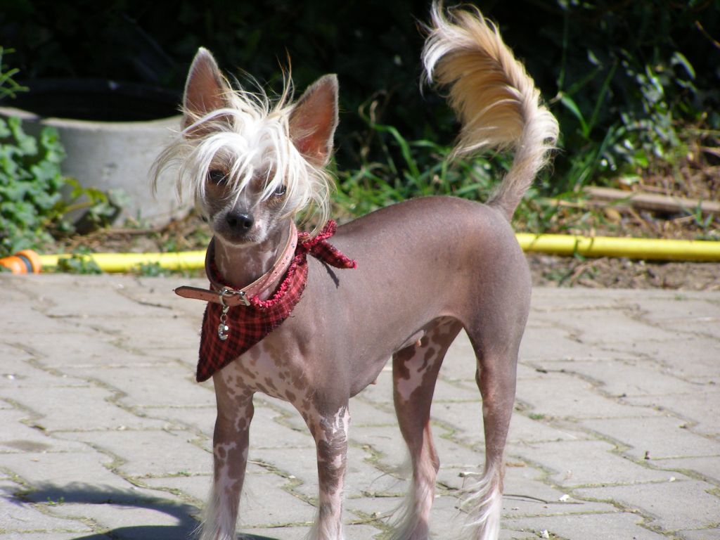 Cinnamon Ceraphis Di Rabozi