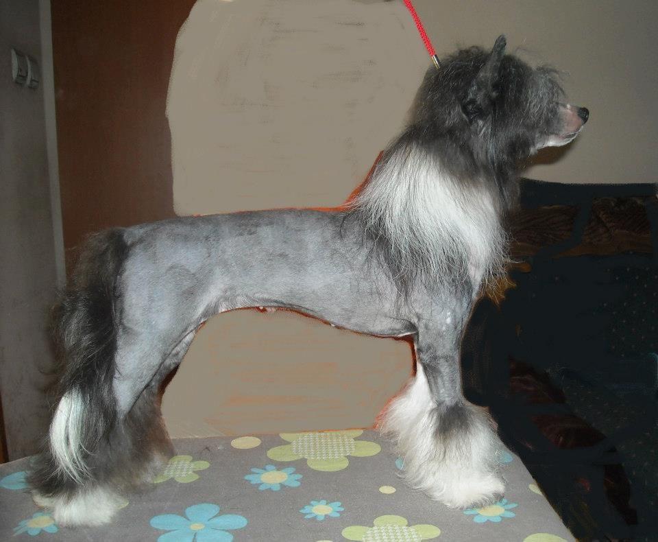 Chipke Cajaputi Di Rabozi