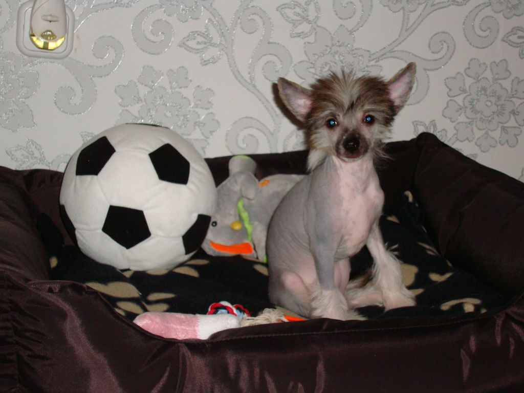 Cikoria Celenhia Di Rabozi