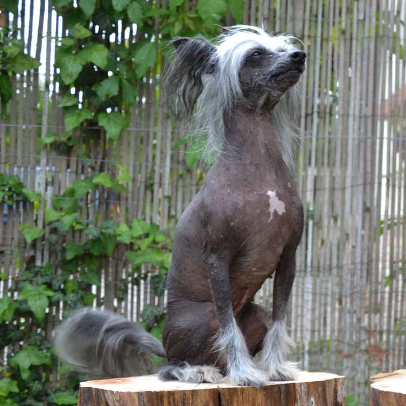 Cassiopeia Csa-Csa Di Rabozi