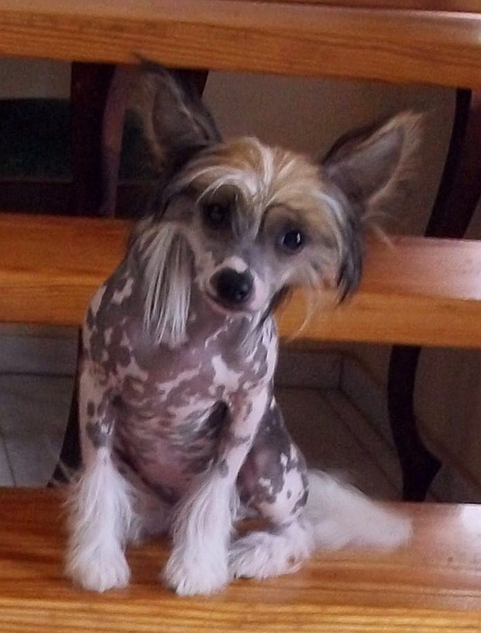 Be My Dog's Miss Mermaid