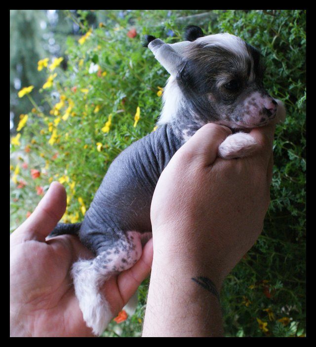 Echo Sweet Dreams Du Coeur Des Tenebres