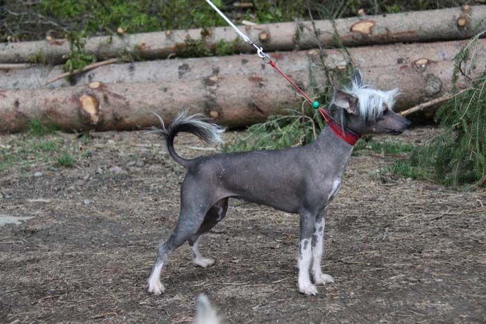 Puha-Luxus Porcelán Brill