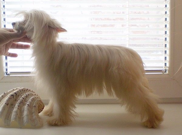 Puha-Luxus Porcelán Bársony