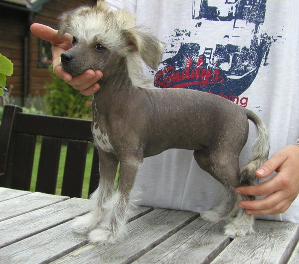 House of Landfari Cleopatra