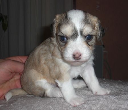 House of Landfari Celine Dion