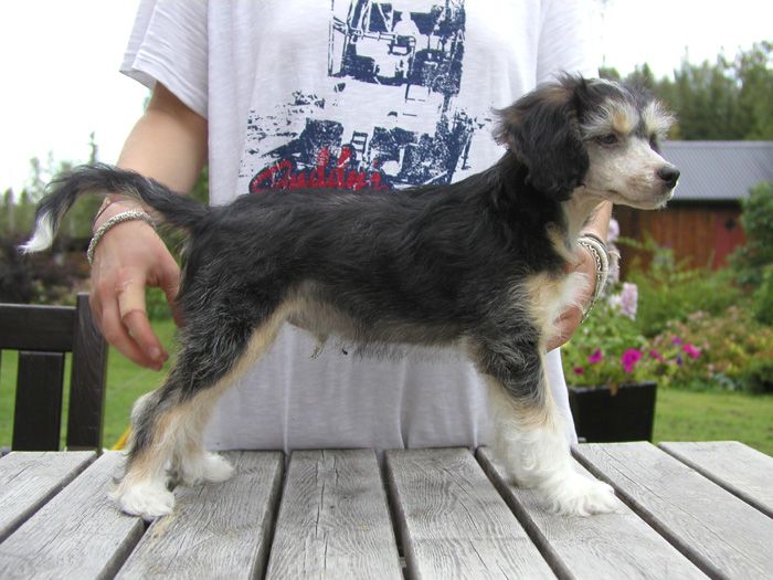 House of Landfari Cesar