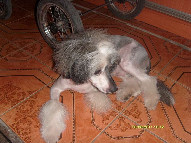 Sapfir iz Tsarskogo Sela Juliyi Cezar