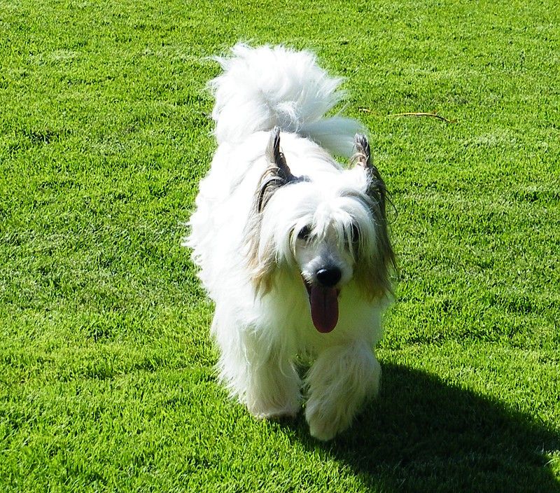 Lancelot Garden Roses