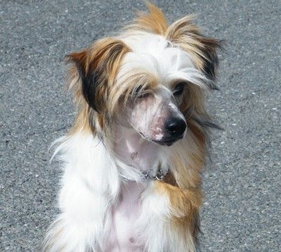 Luciano Garden Roses