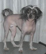 Zena Light-Blue Star