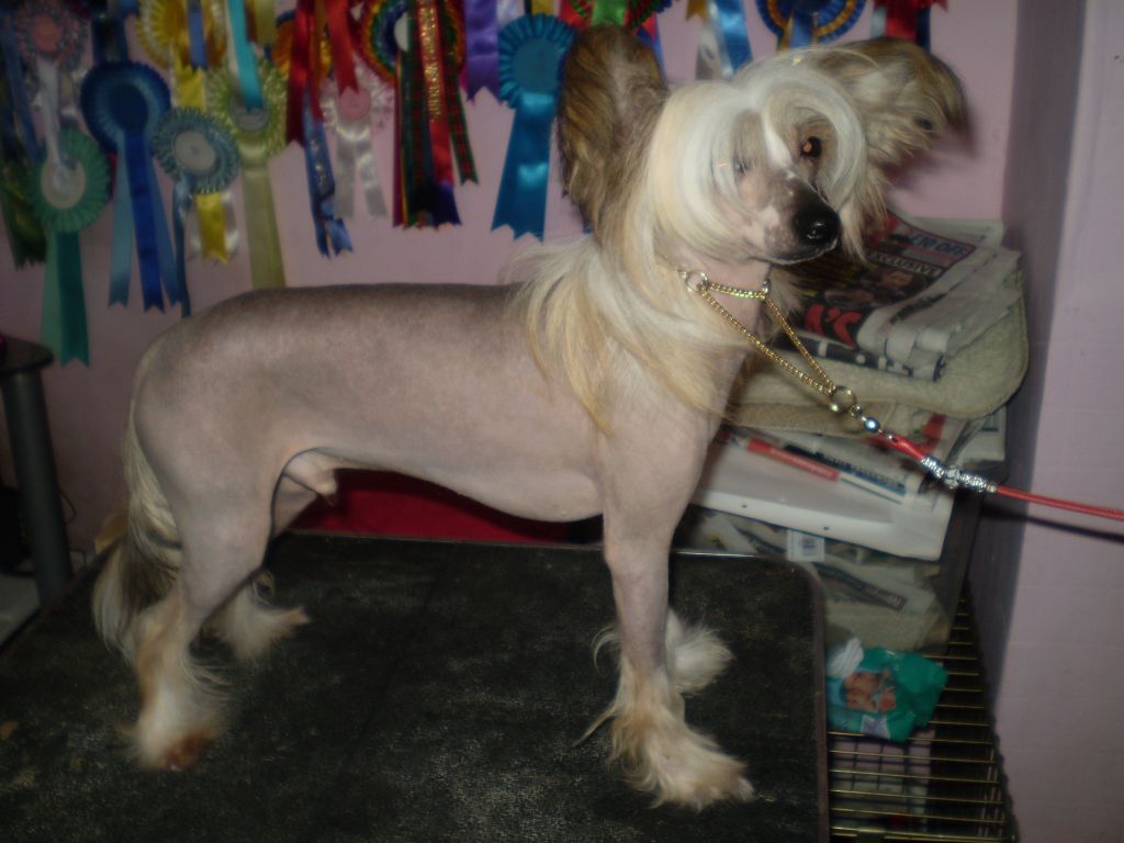 Chelleolas Pride Standing Of Spiritcrest