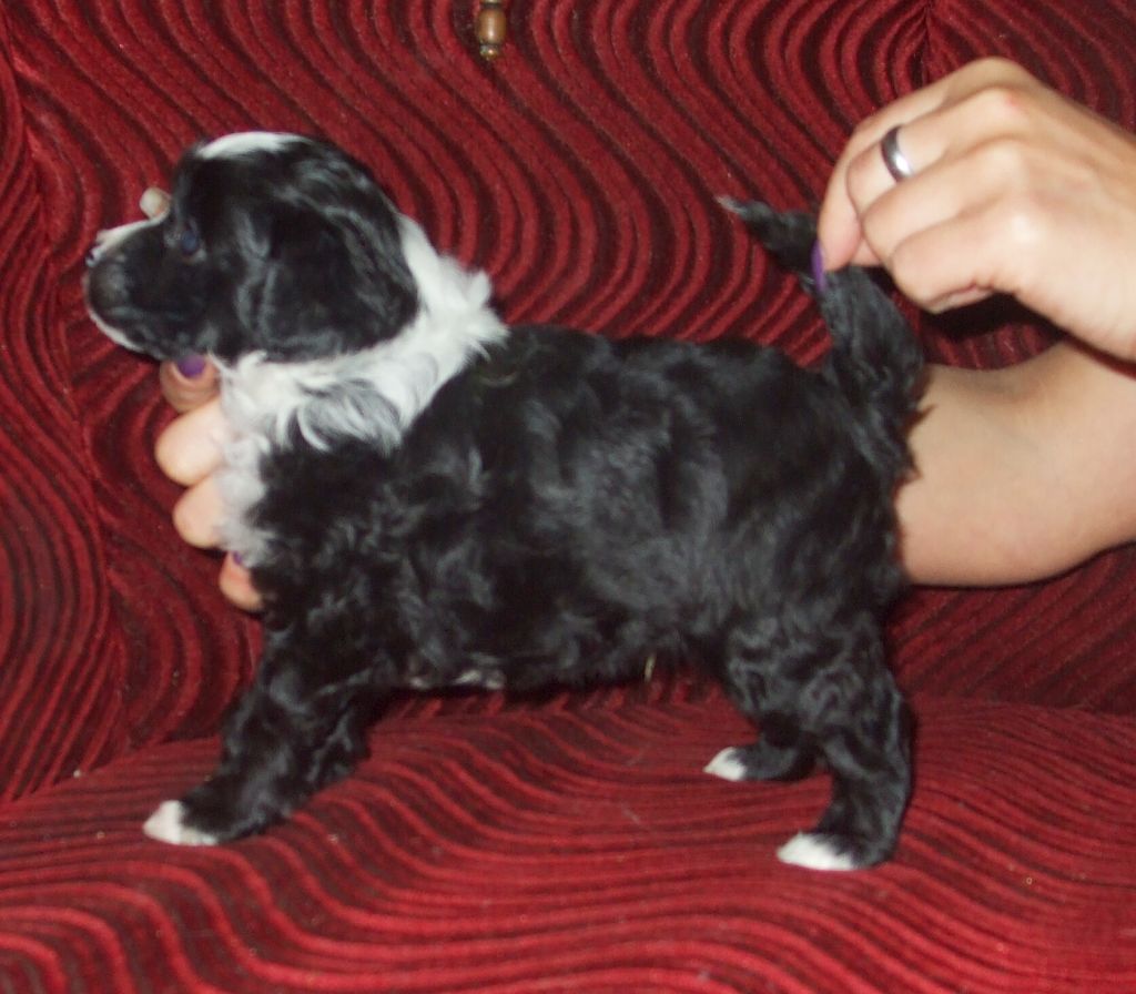 Ursus z Jasne hvezdy