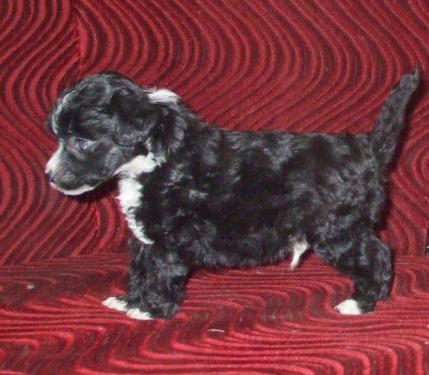 Uragan z Jasne hvezdy