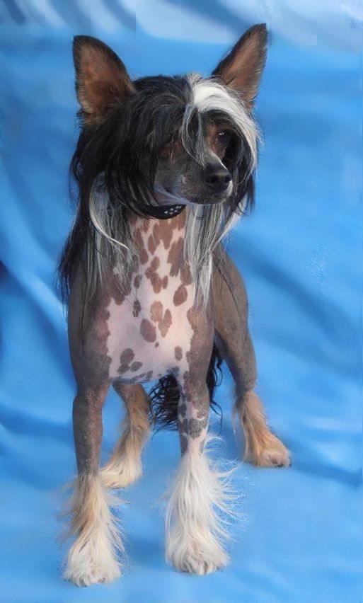 Valentino z Jasne hvezdy