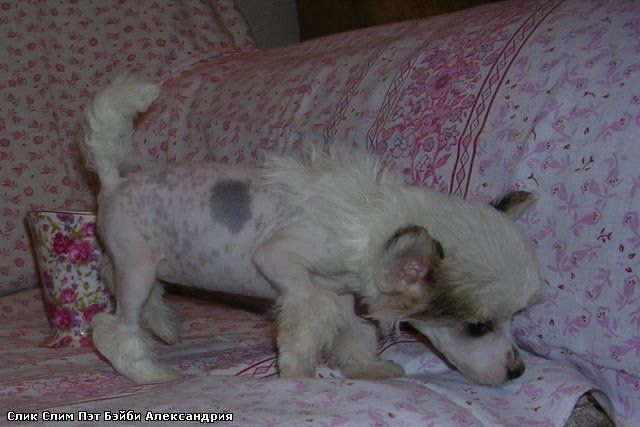 Sleek Slim Pet-Baby Aleksandria