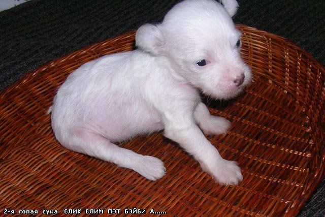 Sleek Slim Pet-Baby Afina