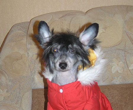 Leon Fleur de Lis Ovasiya