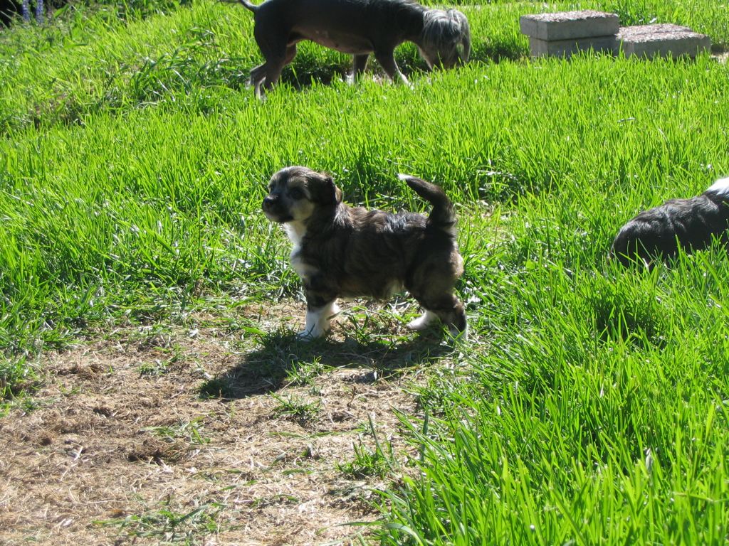 Spirit Of Mantra's Tingeling