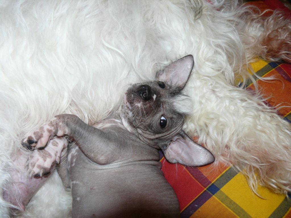 Anabel' Phashn Plate