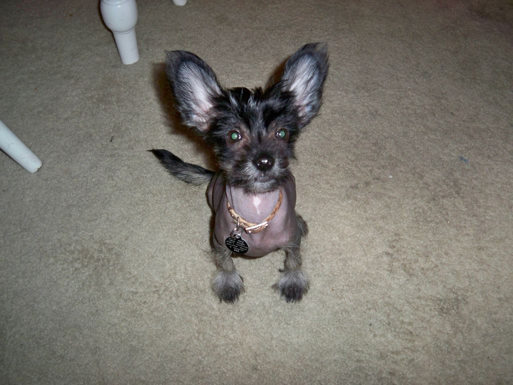 Dark Lord of The Cresteds