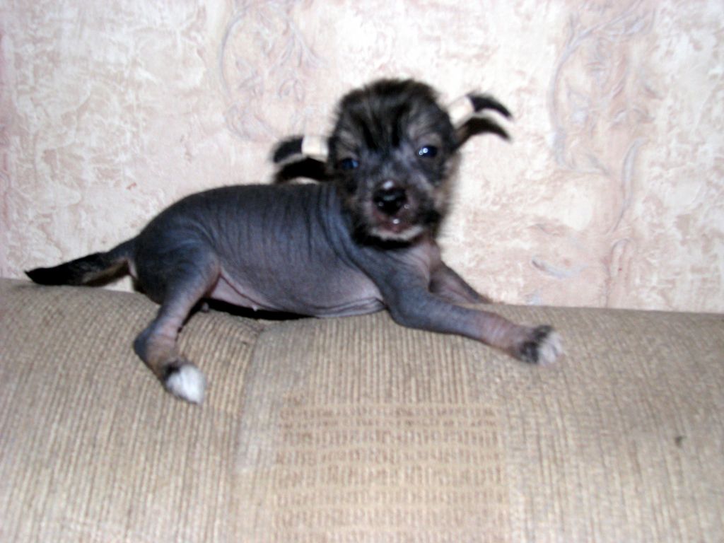 Bur-Mari-And-I Shanel Koko