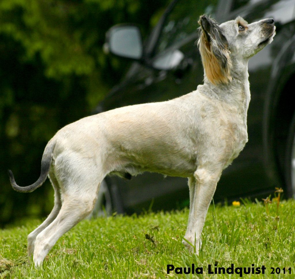 Bai Long's I'm Your Man