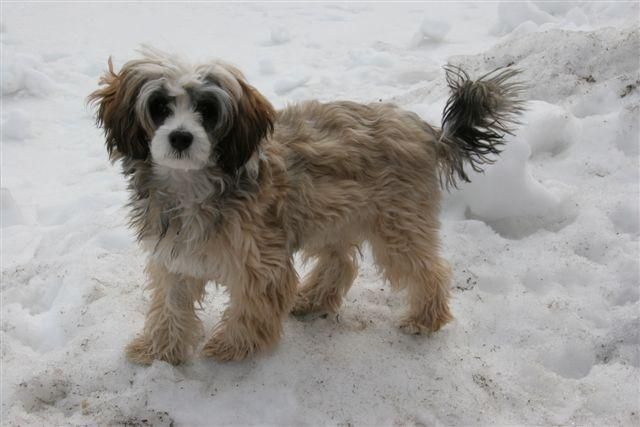 Bai Long's Ike On A Harley Bike