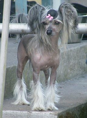 Bai Long's I Kick Ass