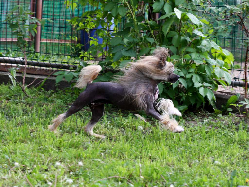 Aura Beauty Zarin des Gottes