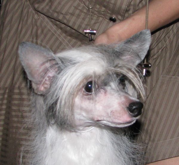 Dogland Happy Berenika