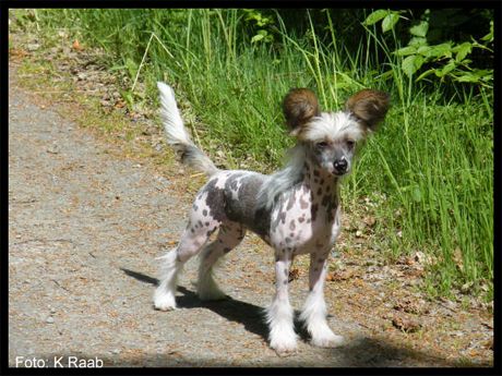 Crestnspots Bloody Hot Bitch