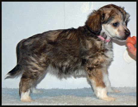 Crestnspots Champagne