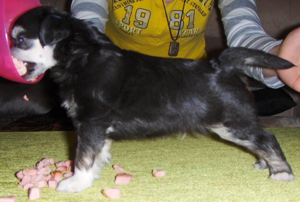 Lady's Trick Go Channel