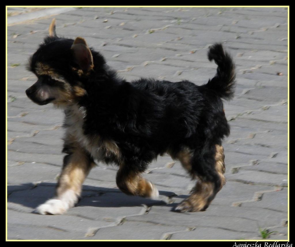 Sasquehanna (fci) Etrefl