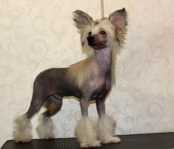 Olegro Katrin Legends Andaluz