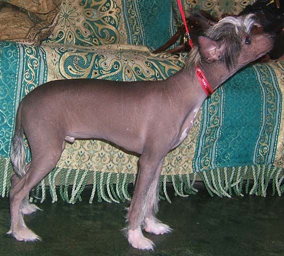 Shanel Glamour Dendy Road