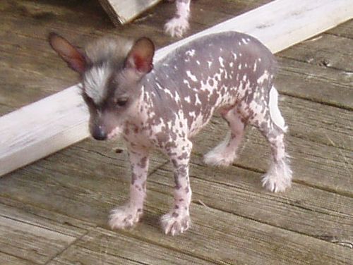 Casa Del Caboom's Moody Blue