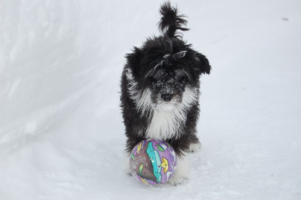 Blue Wing's Handyman