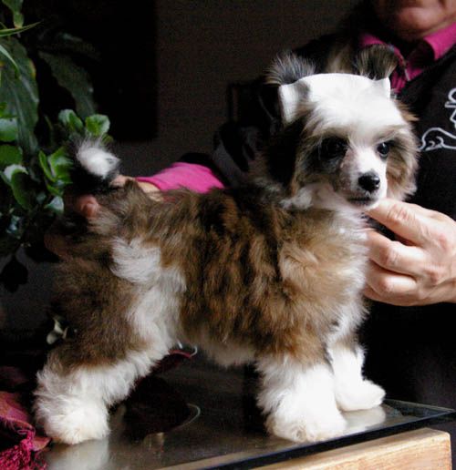 Oriental Jokes Enigma