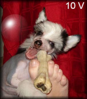 Blue Wing's Hypnotic Power