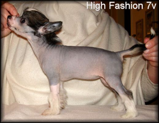 Blue Wing's High Fashion