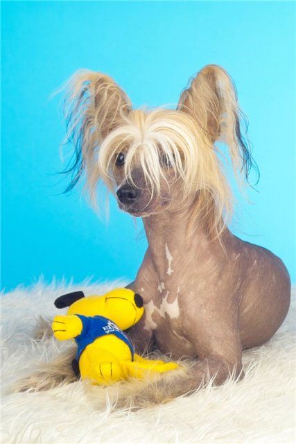 Kitaiskiy Talisman Baksi