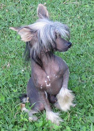 Quendrim in Black Al Maarii Sapphire