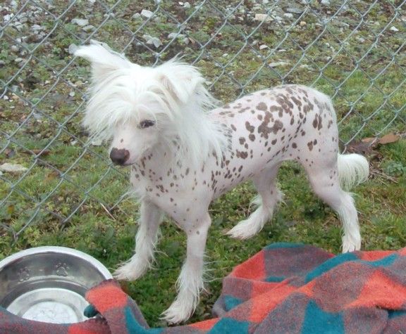 Show'NTells I'm a Grandslam Hl