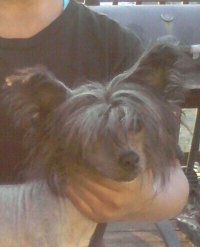 Rockin M Go-Shin Tai