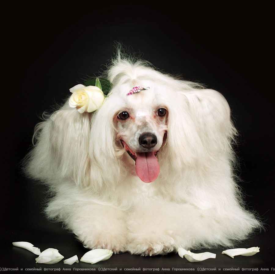 Charming Little Doll