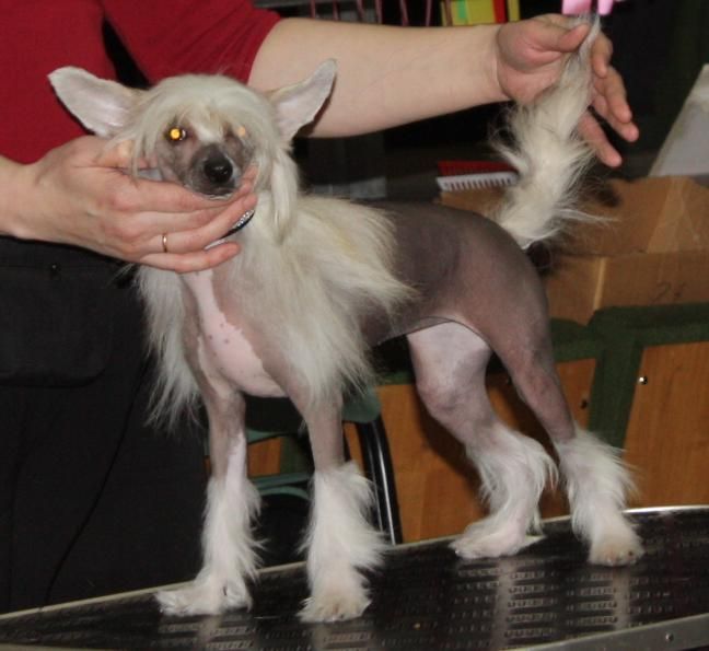 Brilliance Lady Die Chin Fantazy Night 